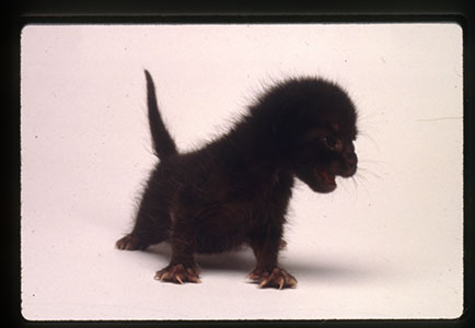 Don't be scaredy of black cats | Natural History Museum
